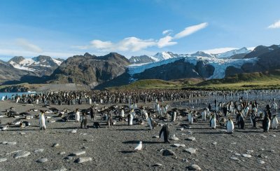 Isla Georgia del Sur. ARGENTINA