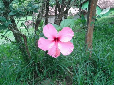 Hibisco rosa