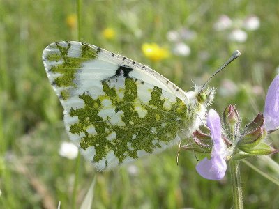 euchloe crameri