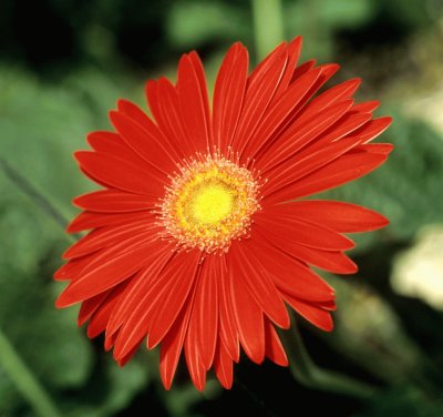 gerbera