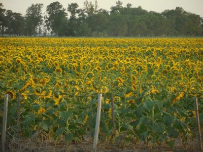 girasoles