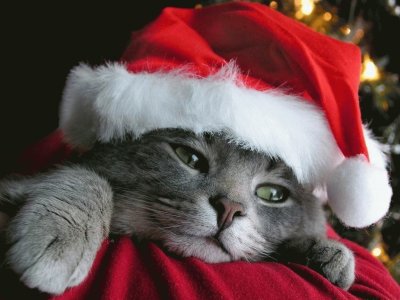 chat de NoÃ«l