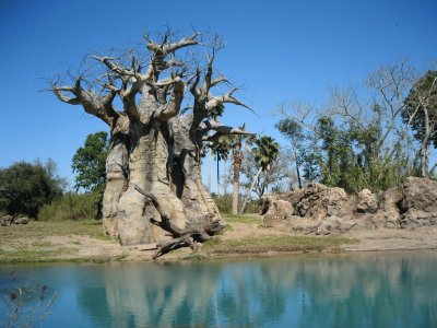 baobab