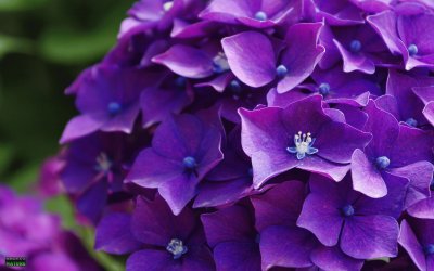 hortensia