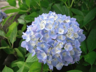 hortensia