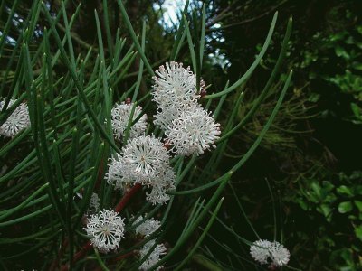 hakea drupacea