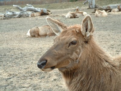 Sitka Black Tail Deer at AK Wildlife Center