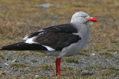 gaviota gris