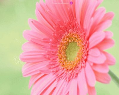 gerbera