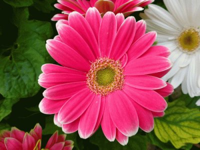 gerbera 1