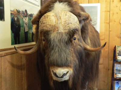 Musk Ox at Farm, Palmer, AK