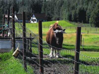 Musk Ox Walking the Fence Palmer Alaska