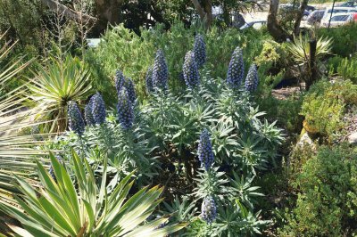 echium candicans