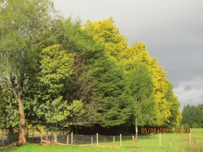 Aromos y Pinos