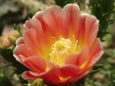 flor de cactus