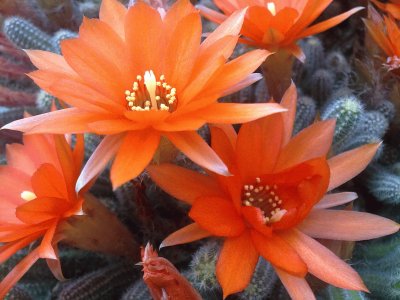 flor de cactus 3