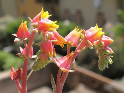 flor de cactus 4