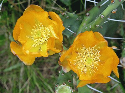 flor de cactus 5