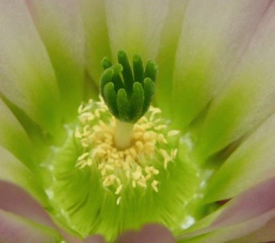 flor de cactus 6