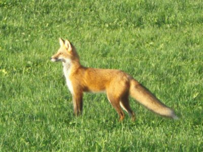 Red fox dropped by to say hi ...