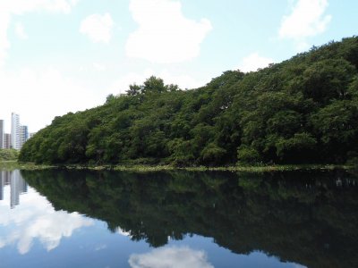 Rio Refletindo a Mata