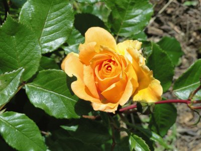 rose jaune