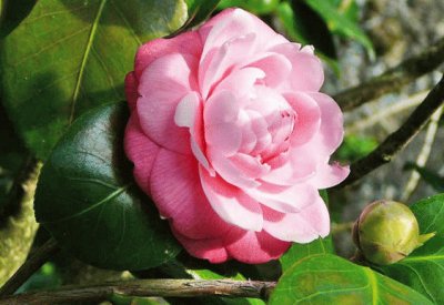 camelia