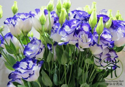 eustoma