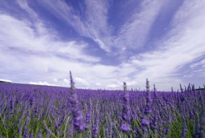 lavanda