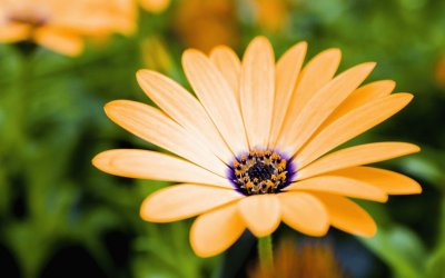 gerbera