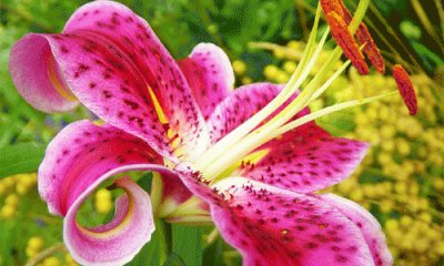 lilium