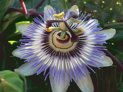 passiflora