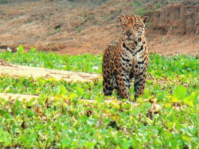 Jaguar do Pantanal - MS