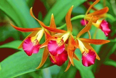 orquÃ­dea brassocattleya