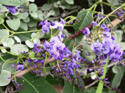 hardenbergia violacea