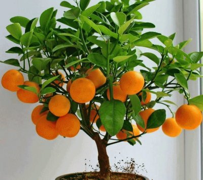 naranjas