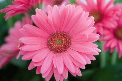 gerbera