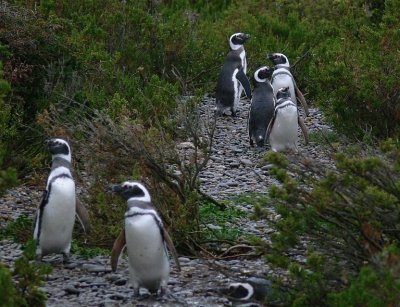 PingÃ¼inos en la Patagonia Argentina