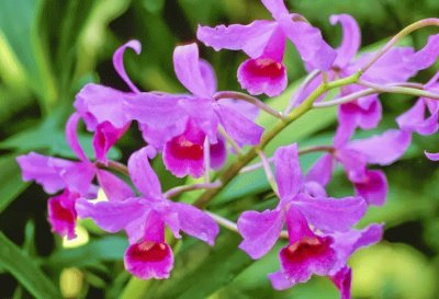 orquÃ­dea cattleya