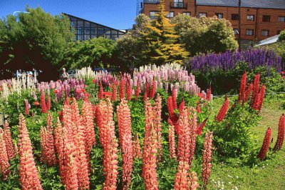 Feliz DÃ­a de la Primavera. (En Ushuaia. Tierra del Fuego)