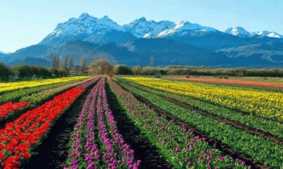 Feliz dÃ­a de la Primavera. (En Trevelin. Chubut)