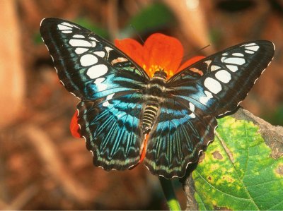 mariposas