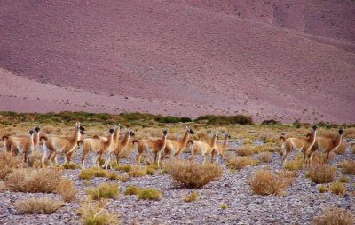 Cerca de Cortaderas. Catamarca. Argentina