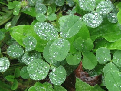 Clover in the morning dew