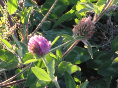 Purple thistle