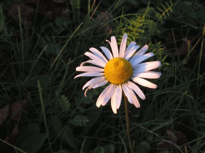 Daisy at dusk