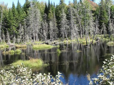 Even a swamp can be scenic!