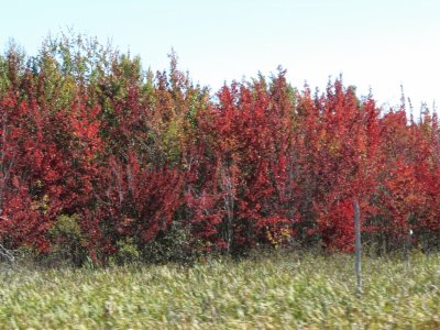 Fall colours are starting !