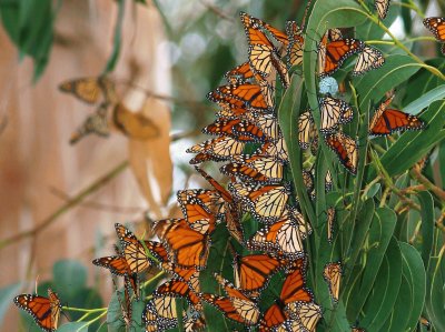 mariposas