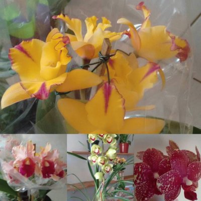 orquÃ­deas